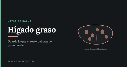 Hígado graso: grasa acumulada dentro de las células del hígado