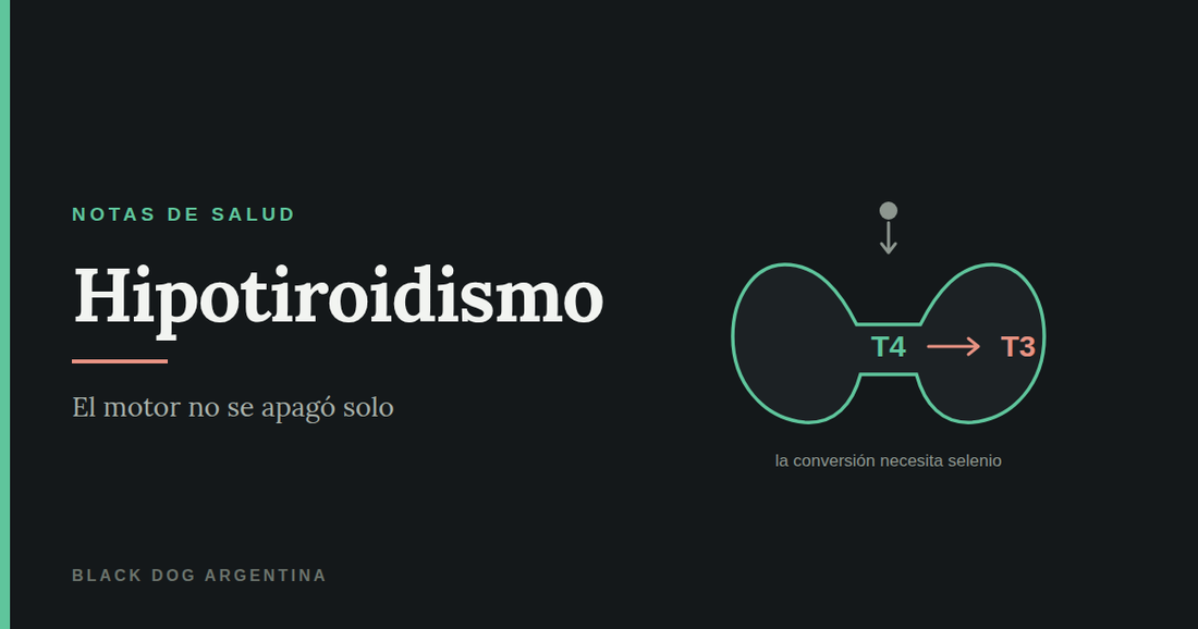 Hipotiroidismo: la tiroides y la conversión de T4 en T3, que necesita selenio