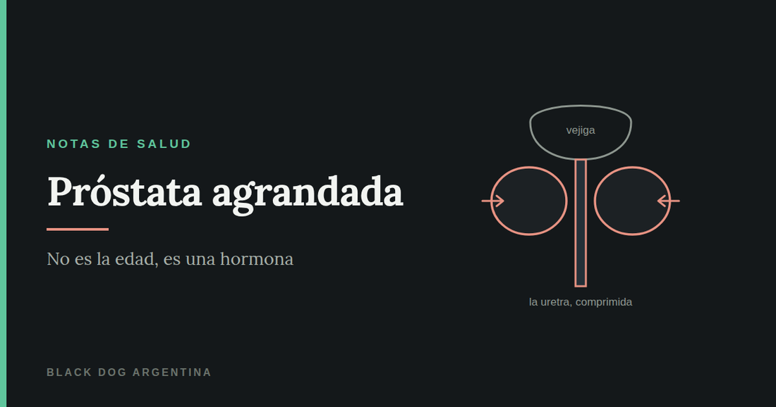 Próstata agrandada: los lóbulos prostáticos comprimiendo la uretra